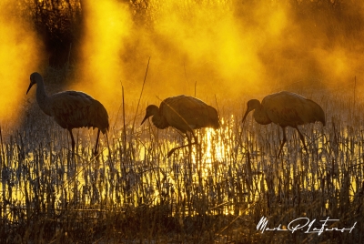 Benardo Wildlife Area Dec 2022